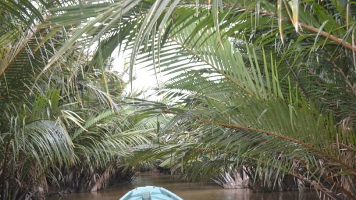NIPAH - Daun nipah membentuk lorong memayungi alur sungai di kawasan Singkil Lama. Foto direkam baru-baru ini.