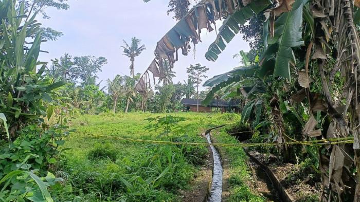 TKP - Lokasi tewasnya mandor I Wayan Sedhana di Subak Tenggaling, Banjar Puseh, Desa Pejeng, Kecamatan Tampaksiring, Gianyar, Bali, Minggu 26 Oktober 2025.