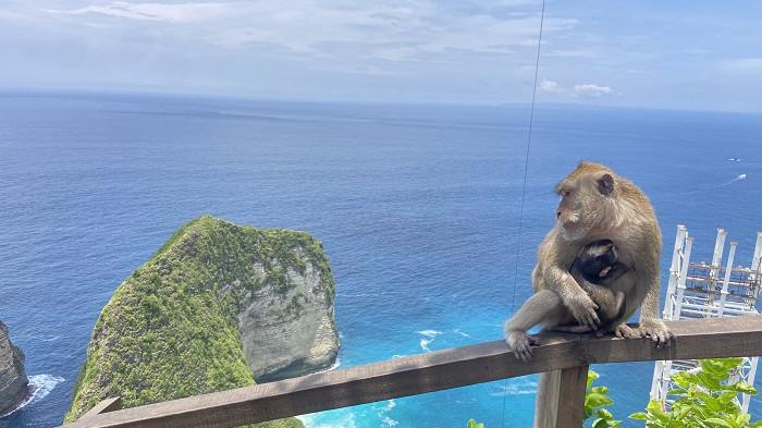SIDAK - Tim Pansus Tata Ruang, Aset, dan Perijinan DPRD Bali lakukan sidak ke proyek lift kaca di Pantai Kelingking, Kecamatan Nusa Penida, Kabupaten Klungkung pada, Jumat (31/10).