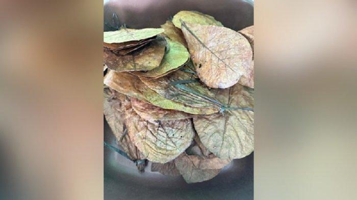 DAUN KERING KETAPANG - Daun kering ketapang dari PT Central Charcoal Babelindo (PT CCB) yang akan dieskpor ke Jepang melalui Bea Cukai Pangkalpinang.