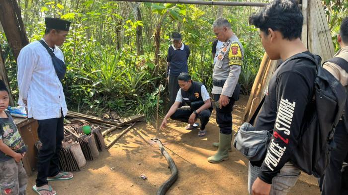 KING KOBRA DITANCAP KAYU- Ular King Kobra yang kepalanya ditancapkan kayu oleh Ocang (73) petani asal Cidadap Sukabumi, Senin (6/10/2025). Ocang juga tewas usai berduel melawan King Kobra itu.