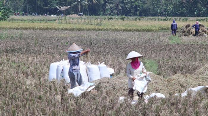 MENGAIS GABAH - Dua perempuan tengah mengais gabah sisa panen di sawah Desa Pegalongan, Kecamatan Patikraja, Kabupaten Banyumas, Jawa Tengah, Senin (8/9/2025).