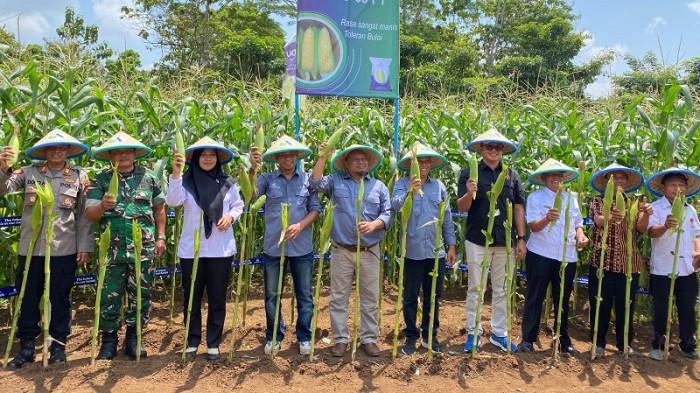 PANEN JAGUNG — Petinggi PT Advanta Seeds Indonesia bersama Forkopimcam Bukateja saat panen raya hasil benih jagung Advanta dalam Advanta Innovation Center di Desa Kedungjati, Kecamatan Bukateja, Kabupaten Purbalingga, Rabu (24/9/2025).