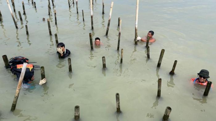 PANEN-KERANG HIJAU-TAMBAK