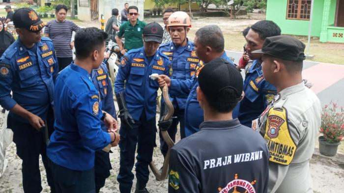 King kobra di Desa Lanjut Lingga