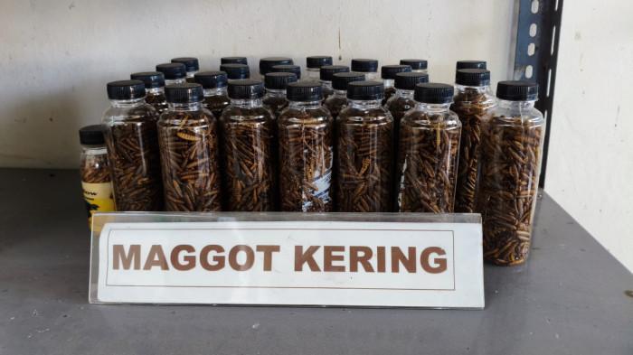UMKM BOGOR - Maggot kering yang menjadi produk unggulan dari TPS3R Mekar Mandiri