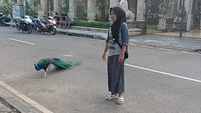 Burung merak peliharaan warga di Jalan Baladewa yang menjadi tontonan warga, Duren Sawit, Jakarta Timur, Minggu (28/9/2025). TRIBUNJAKARTA.COM/BIMA PUTRA