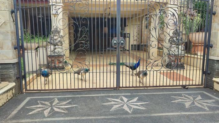 MERAK - Burung merak di salah satu rumah di kawasan Duren Sawit, Jakarta Timur. (KOMPAS.com/Febryan Kevin)