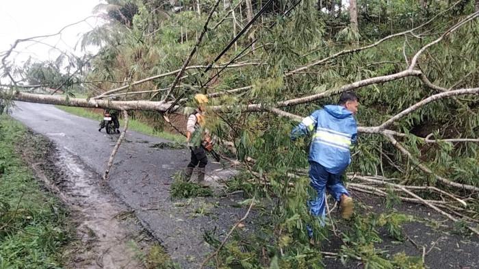 20251031_Evakuasi pohon tumbang di Wonosobo_2