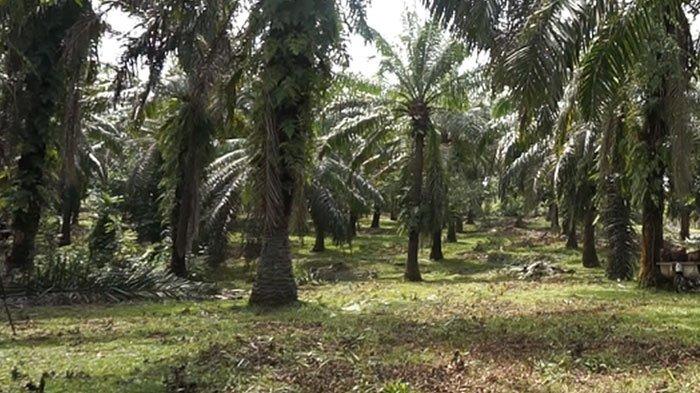 Ilustrasi kebun sawit. Nasib bos sawit tewas kelelahan dikejar maling di lahan sendiri ini menjadi sorotan. Keluarga pun menyoroti kejanggalan kasus kematian korban.