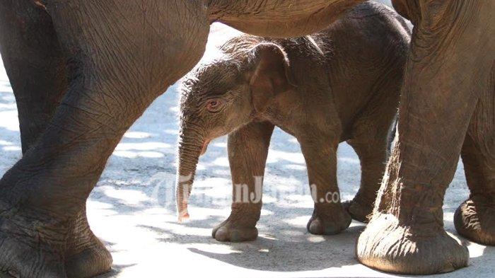 KELAHIRAN GAJAH SUMATERA - Bayi Gajah Sumatera (Elephas Maximus) berjenis kelamin jantan yang baru berusia delapan hari, Dumbo bersa induknya Nazumi (21) saat pertama kali diperkenalkan dan diberi nama di Batu Secret Zoo, Kota Batu, Sabtu (13/7/2019). Kehadiran Dumbo menambah jumlah koleksi Gajah Sumatera di Batu Secret Zoo yang merupakan lembaga konservasi ex-situ menjadi enam ekor.