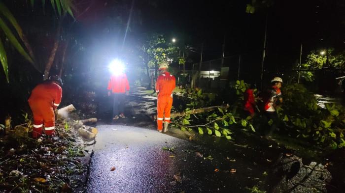 PENANGANAN POHON TUMBANG - Tampak salah satu titik pohon tumbang di Kota Tarakan. Saat ini BPBD dibantu instansi terkait masih melakukan pendataan dan penanganan.