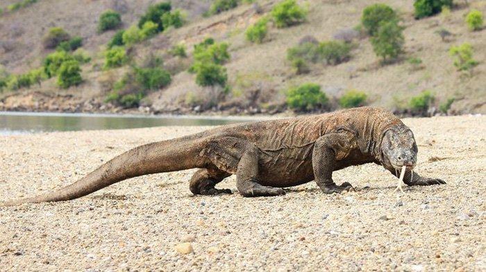 Komodo di Taman Nasional Komodo, Nusa Tenggara Timur (NTT), obyek wisata langka dan unik yang menjadi daya tarik wisawatan mancanegara untuk berkunjung.