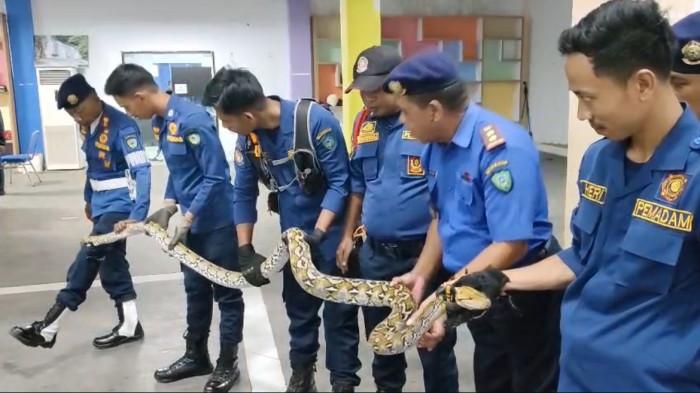 EVAKUASI ULAR - Damkar Maros evakuasi ular piton sepanjang 4 meter yang bersarang di bawah lantai rumah warga Kelurahan Adatongeng, Kecamatan Turikale, Maros, Selasa (30/9/2025) malam. Plt Sekretaris Dinas Damkar Maros, Baso Tajong, mengatakan proses evakuasi cukup sulit karena ular bersembunyi di bawah ubin teras rumah.