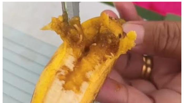 20250930 - Pisang berulat menu MBG di Bulukumba.