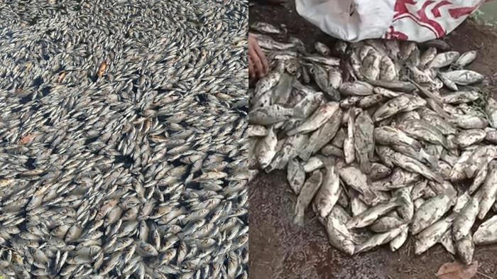 IKAN MATI: Kolase foto Ikan mujair mati di kolam Desa Tumpaan Baru, Kabupaten Minahasa Selatan, (Minsel) Sulawesi Utara (Sulut), Kamis 7 Agustus 2025. Ikan tersebut mati karena diduga ada orang dengan sengaja membuang limbah di sungai sehingga masuk ke kolam warga.