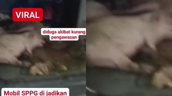 MOBIL MBG - Penampakan sejumlah babi yang diangkut mobil MBG di Nisel, viral di sosial media,Kamis (30/10/2025). Kepala BGN Sumut menyebutkan, pihak bersangkutan belum dapat izin untuk operasionalkan SPP dan mobil BGN)