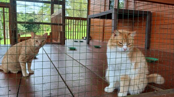 animal frinens manado indonesia di tomohon