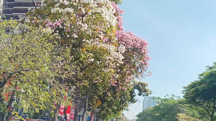 BUNGA TABEBUYA MEKAR - Sejumlah koleksi tanaman tabebuya di Surabaya bermekaran. Pemandangan tersebut di antaranya terlihat di Jalan Ahmad Yani, Surabaya, Jumat (5/9/2025).