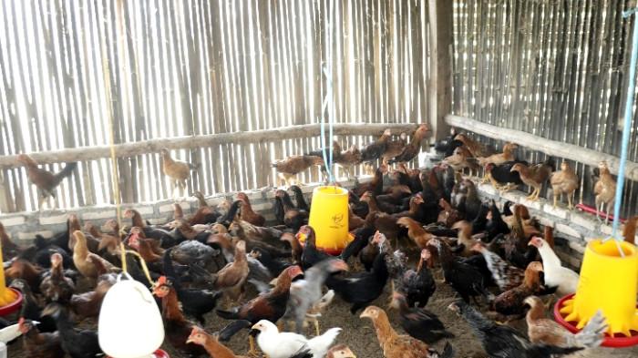 Ayam Kampung Pedaging di Pakpak Bharat