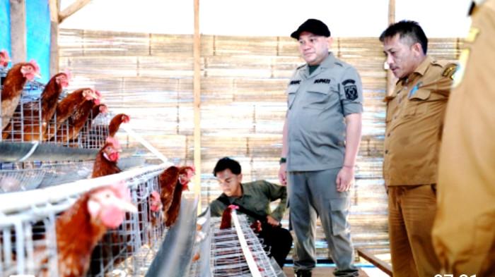 Ayam Petelur Pakpak Bharat