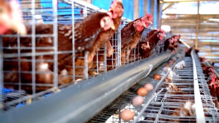 Ayam Petelur Sukses di Pakpak Bharat Sumatera