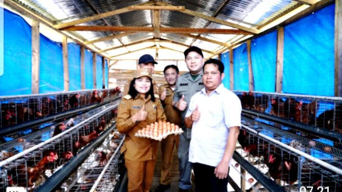 Ayam Petelur Sukses di Pakpak