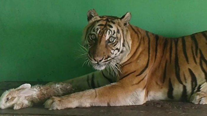 Harimau Sumatera di Medan Zoo Si Manis semasa hidup. Si Manis mati, pada Jumat (20/9/2024)sore, disebabkan oleh faktor usia dan penyakit komplikasi.