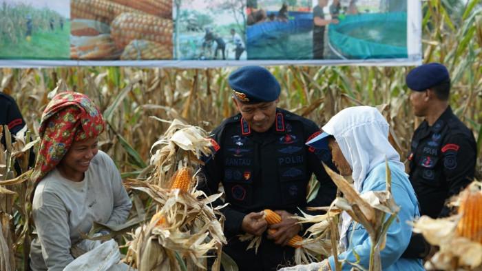 Panen jagung brimob polda sumut