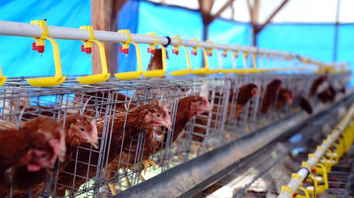 Pengembangan peternakan ayam petelur di Sukaramai