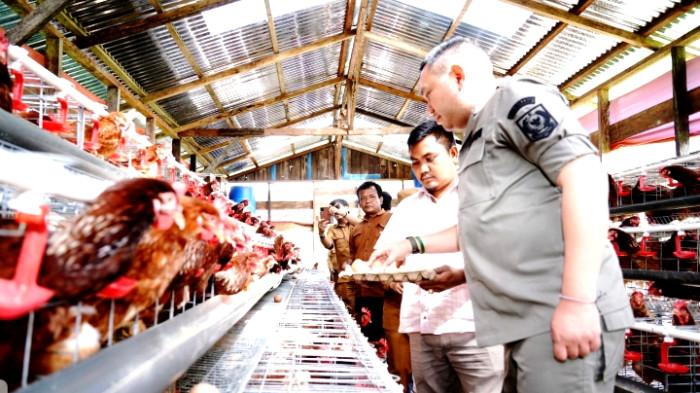 Usaha ayam petelur di Pakpak Bharat