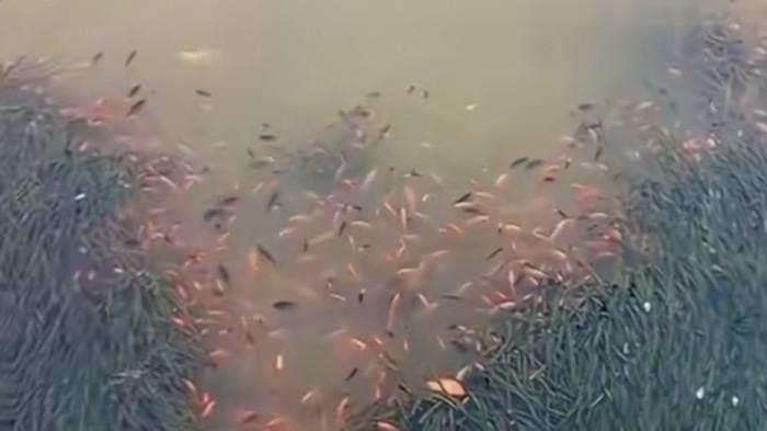 Video air Danau Toba yang keruh dan mengeluarkan gelumbung seperti air panas serta video ikan di danau toba mendadak mati viral di sosial media, Rabu (30/7/2025).
