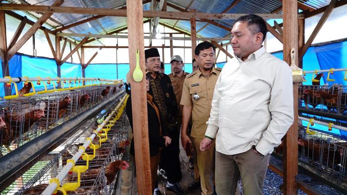 peternakan ayam petelur di Sukaramai