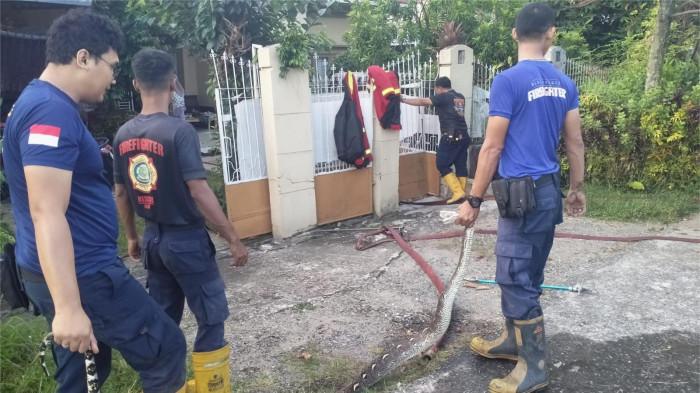 DAMKAR EVAKUASI ular di padang 31/10/2025