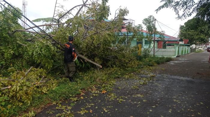 POHON TUMBANG - Hujan deras disertai angin kencang yang melanda Kota Padang pada Jumat (24/10/2025) pagi menyebabkan pohon tumbang di kawasan Padang Utara. Pohon berukuran besar jenis kedondong itu roboh di Jalan Beringin 3, Kelurahan Lolong Belanti, sekitar pukul 07.35 WIB.