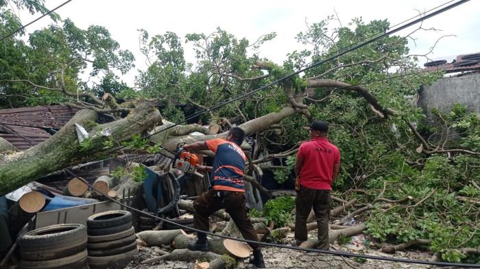POHON TUMBANG- Petugas BPBD Kota Padang mengevakuasi batang pohon berukuran besar yang tumbang dan menimpa bengkel warga di kawasan Ulak Karang Utara, Kecamatan Padang Utara, Kota Padang, Minggu (19/10/2025). Hujan deras disertai angin kencang menyebabkan pohon jenis dadok sepanjang 16 meter roboh hingga merusak bangunan bengkel milik warga.