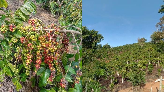 KOPI OKU SELATAN - Kopi Saka Selabung bukan sekadar minuman, tapi perjalanan rasa dari tanah OKU Selatan. Diciptakan oleh dua pemuda lokal, kopi ini jadi bukti bahwa semangat generasi muda bisa mengangkat potensi daerah dan menghadirkan cita rasa berkualitas ke pasar nasional.