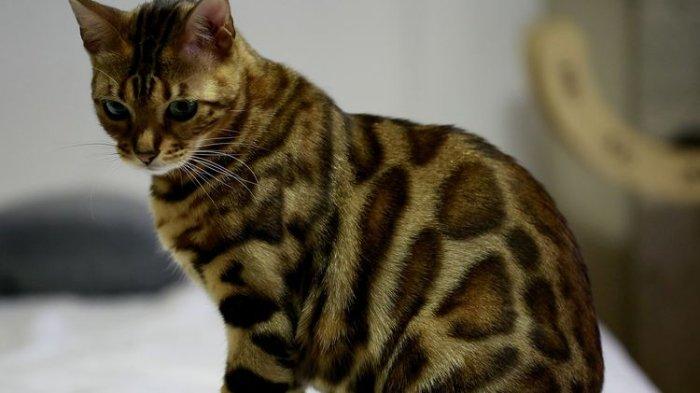 KUCING - Ilustrasi kucing bengal. Kucing Bengal Ditemukan Punyaulu Berkilau seperti Berlian