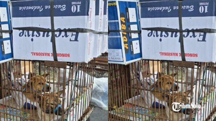 DUGAAN PERDAGANGAN ANJING - Anjing nampak dibawa menggunakan kandang besi. Dugaan perdagangan anjing melalui kereta api di Stasiun Purwosari Kota Solo pada Jumat (31/10/2025) kemarin mencuat di media sosial.
