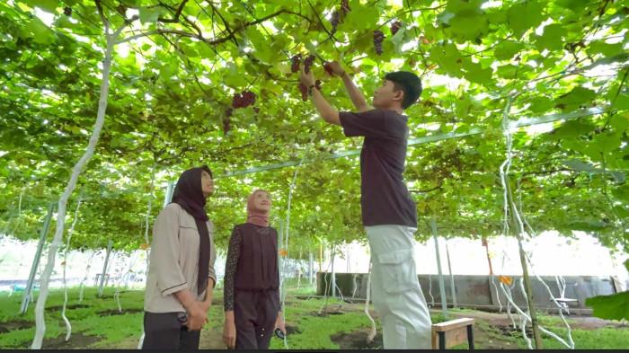 wisata edukasi anggur Gamma Grape Experience Malang