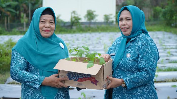 penyerahan bibit cabai