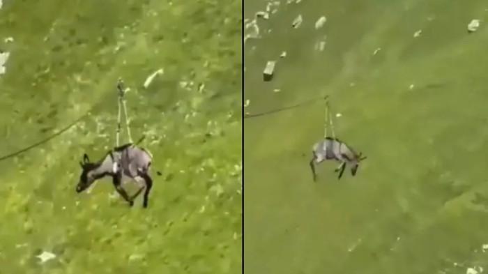 NAIK FLYING FOX - Tangkap layar video keledai