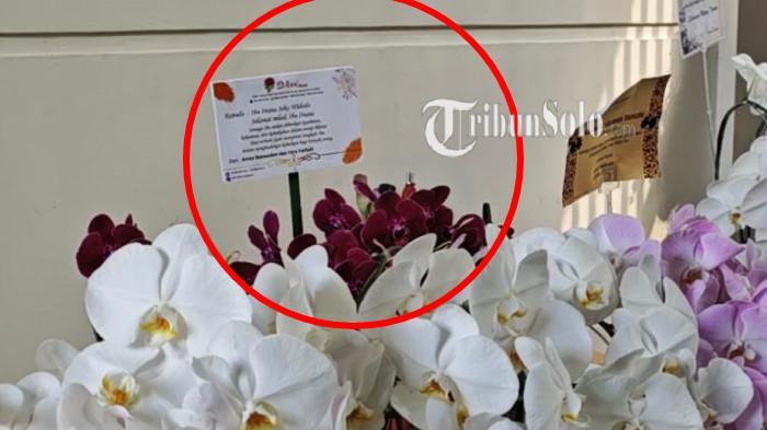 anggrek bulan iriana dari anies