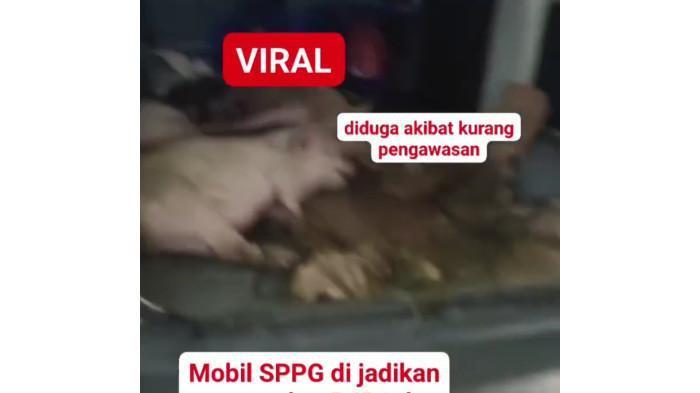 ANGKUT BABI - Mobil berstiker pengantar Makanan Bergizi Gratis (MBG) di Kabupaten Nias Selatan, Sumatra Utara (Sumut) menjadi viral karena mengangkut sejumlah ekor babi.