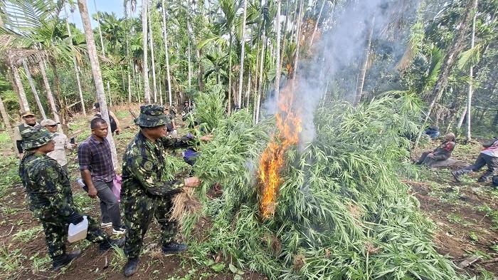 BNN Aceh Musnahkan 69 Ton Ganja di Aceh Utara