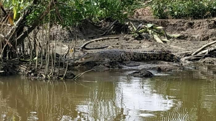 Buaya Liar Kerap Mengintai, Warga Diminta Hindari Krueng Meureubo untuk Sementara Waktu!