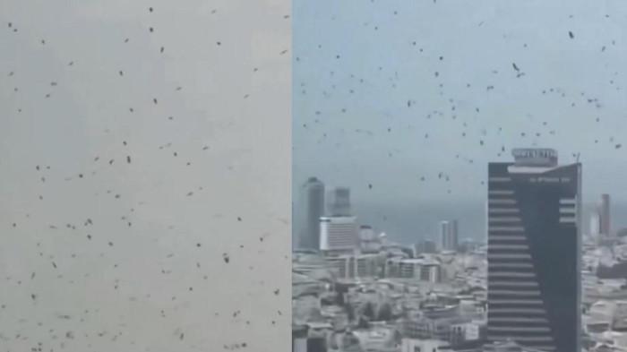 BURUNG GAGAK MIGRASI - Capture unggahan X