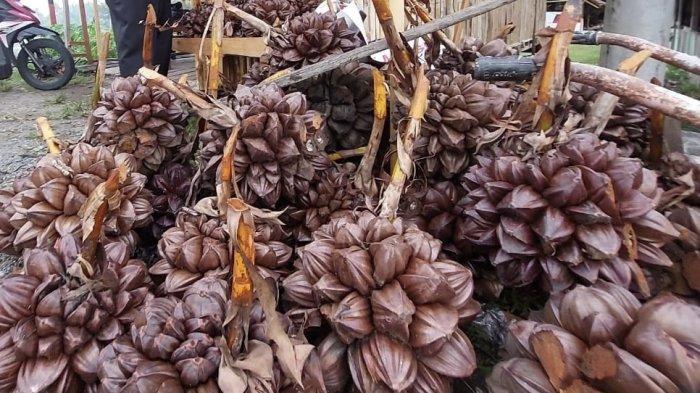 NIPAH - Buah Nipah di kawasan Suak Timah, Kecamatan Samatiga, Kabupaten Aceh Barat.