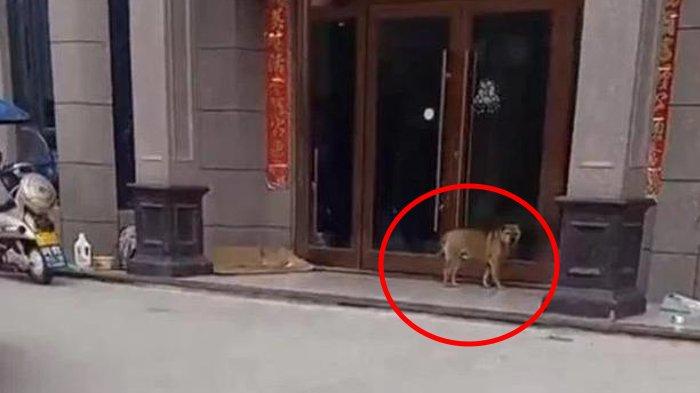 Dikebiri Dokter Hewan, Anjing Ini Balas Dendam Setiap Hari Selama 3 Tahun di Klinik, Begini Akhirnya