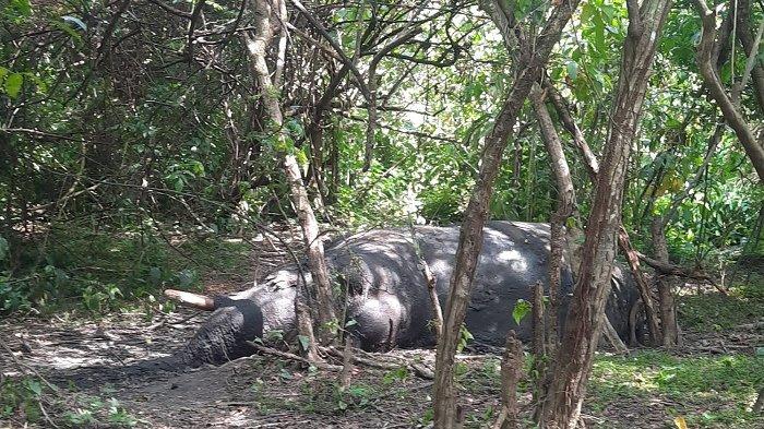 Gajah Sumatera Ditemukan Mati di Nagan Raya, Polisi Lakukan Penyelidikan